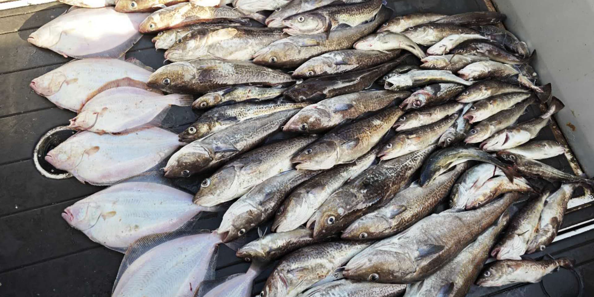 温哥华比目鱼海钓