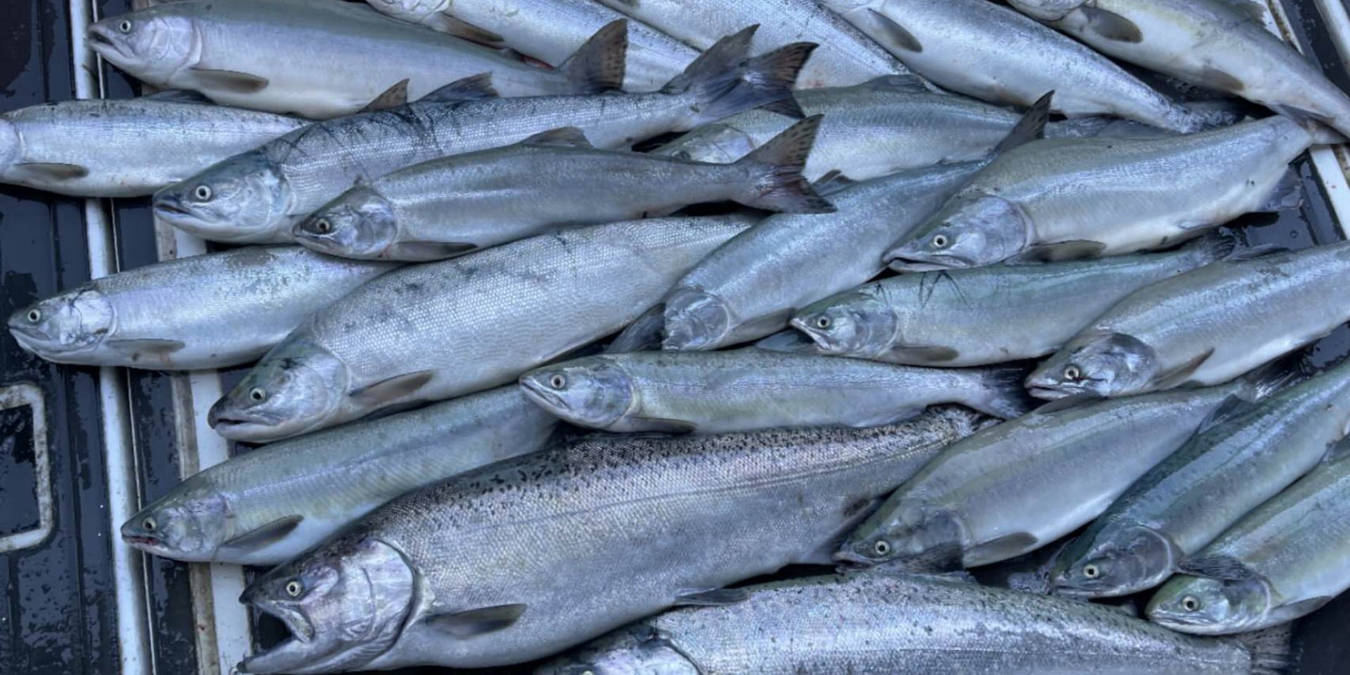 Vancouver fishing charter 1